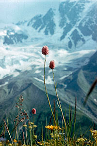 200x300-l37